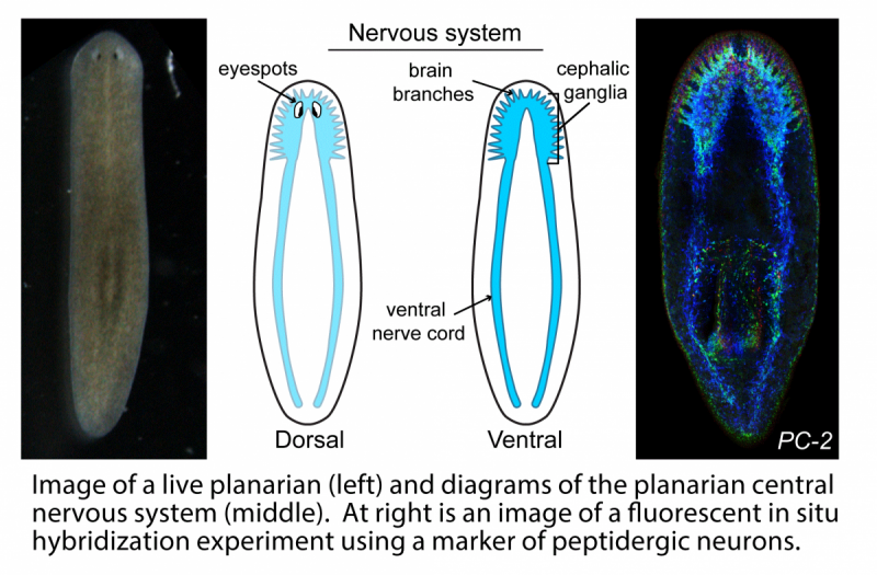 planarian and its central nervous system