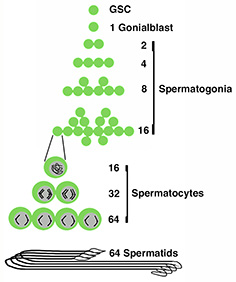 spermatogenesis-2b***small.jpg