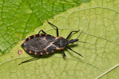 Kissing bugs can carry the parasite that causes Chagas disease, and they're particularly abundant in Texas and the southern U.S. (Getty Images)