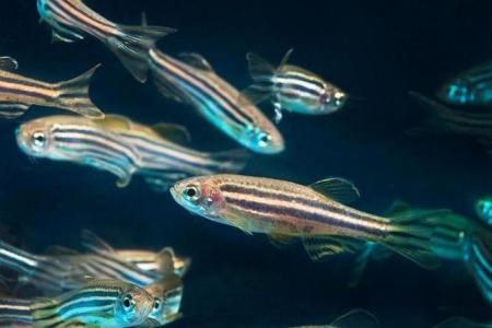 zebrafish